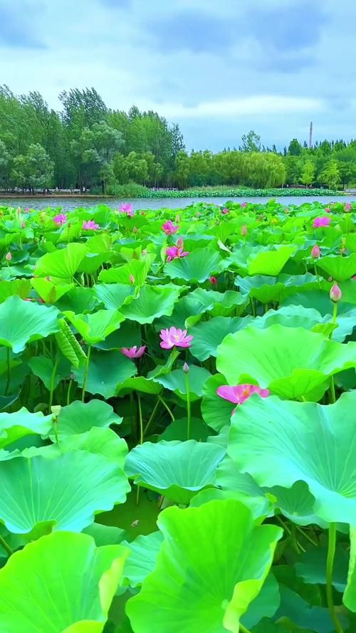 夏日芬芳最新旅游胜地 花香四溢的避暑好去处