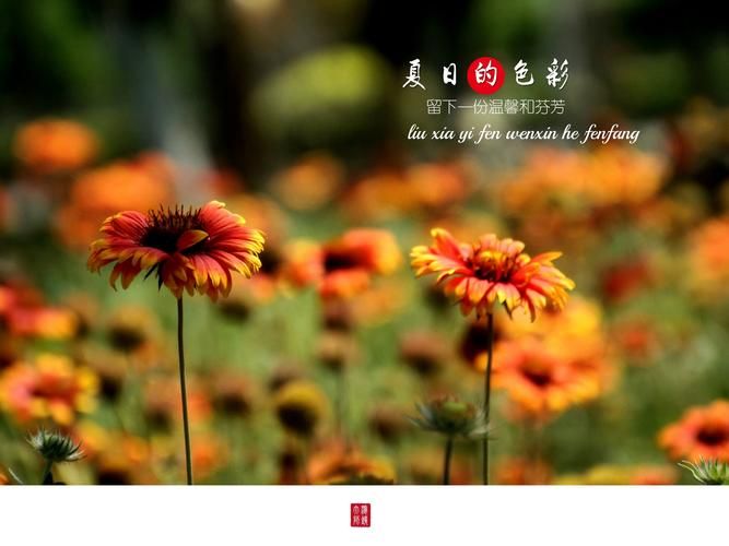 夏日芬芳最新版本是多少 新版功能有哪些变化