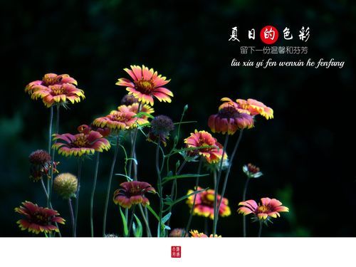 夏日芬芳最新版本是多少 新版功能有哪些变化
