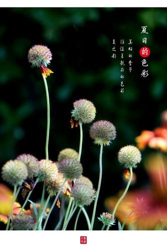 夏日芬芳最新版本是多少 新版功能有哪些变化