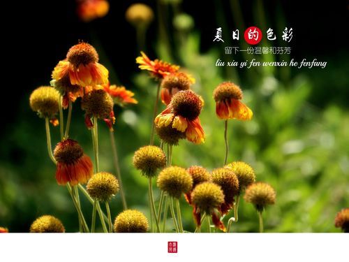 夏日芬芳最新版本是多少 新版功能有哪些变化