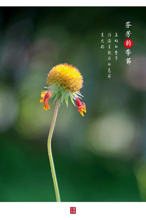 夏日芬芳最新版本是多少 新版功能有哪些变化