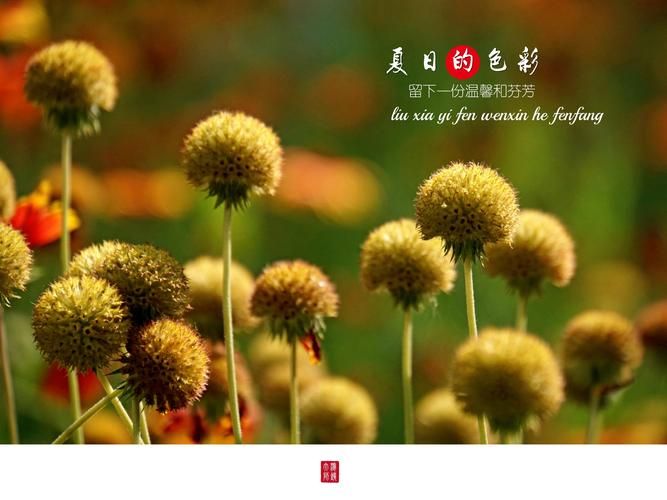 夏日芬芳最新版本是多少 新版功能有哪些变化