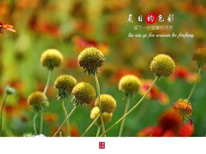 夏日芬芳最新版本是多少 新版功能有哪些变化