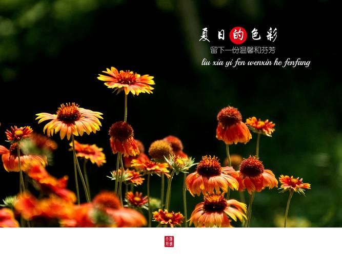 夏日芬芳最新版本是多少 新版功能有哪些变化