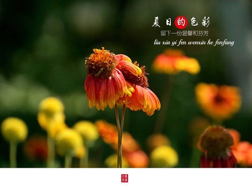 夏日芬芳最新版本是多少 新版功能有哪些变化