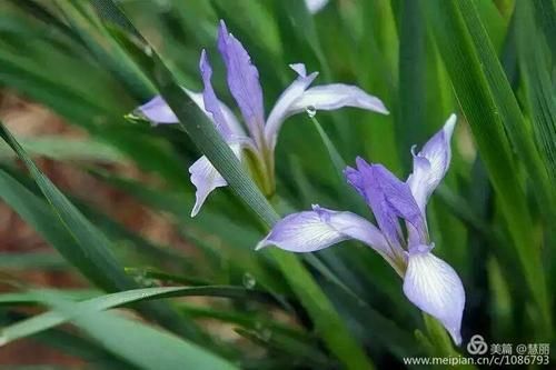 夏日芬芳版本大全来了 这些版本你都知道吗