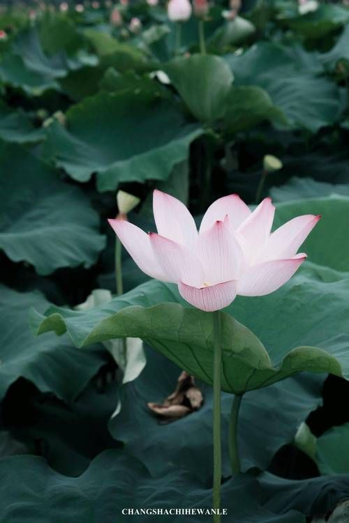 夏日芬芳版本大全来了 这些版本你都知道吗