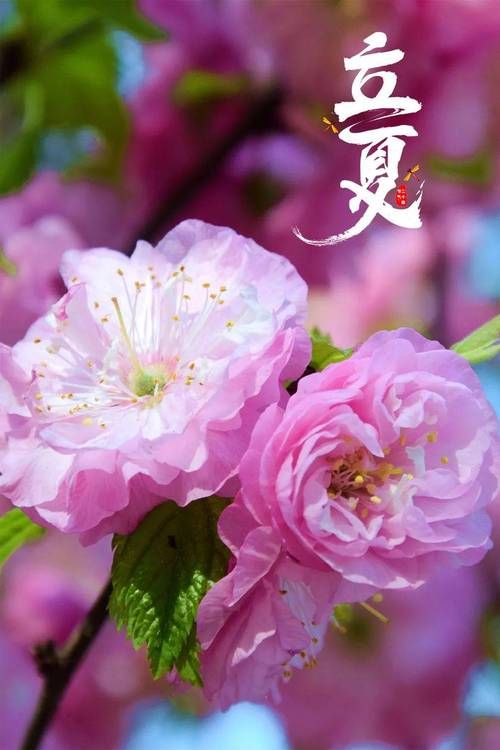 夏日芬芳版本大全来了 这些版本你都知道吗