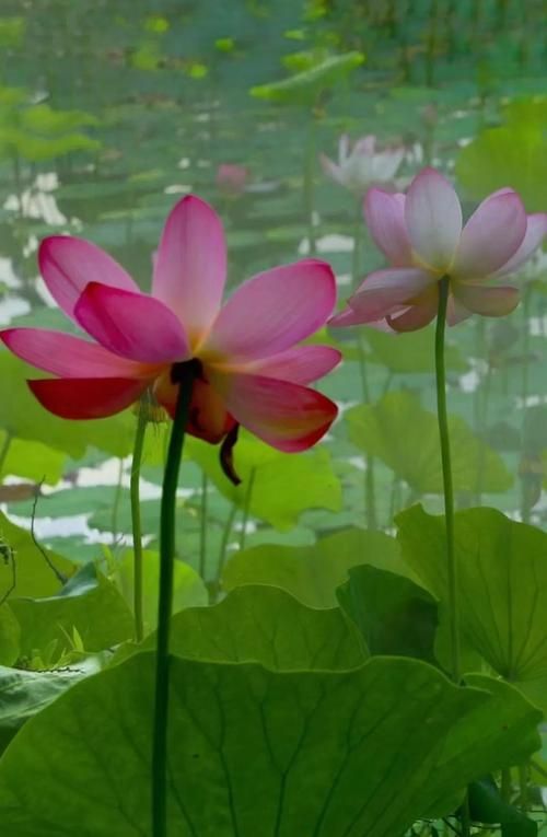 夏日芬芳版本大全来了 这些版本你都知道吗