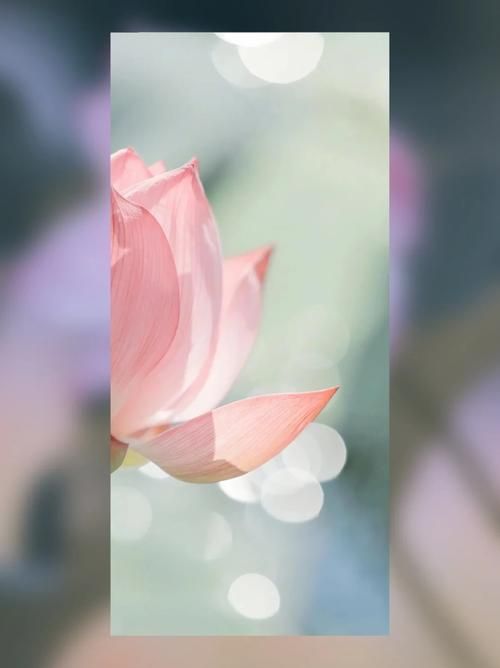 夏日芬芳版本大全来了 这些版本你都知道吗