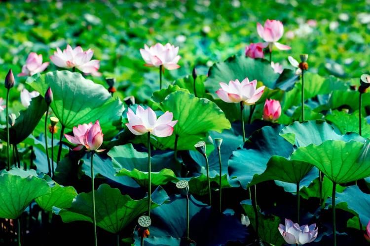 夏日芬芳版本大全来了 这些版本你都知道吗