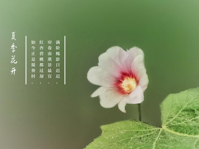 夏日芬芳版本大全来了 这些版本你都知道吗