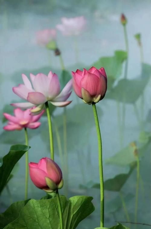 夏日芬芳版本大全来了 这些版本你都知道吗