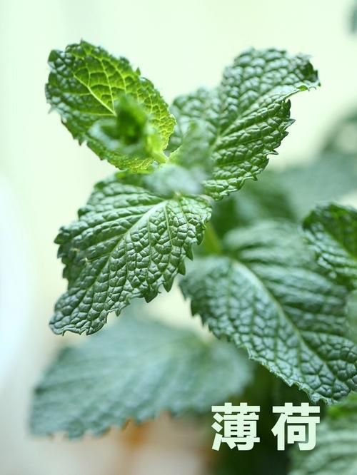 夏日芬芳版本大全来了 这些版本你都知道吗