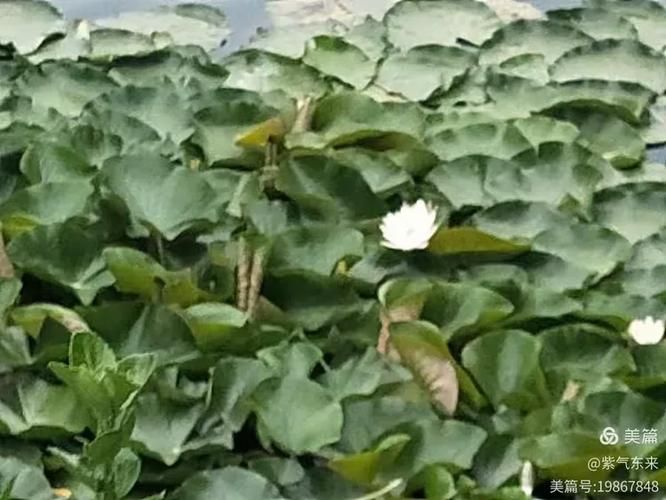 夏日芬芳版本大全来了 这些版本你都知道吗