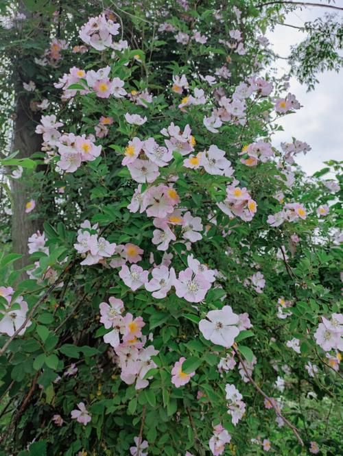 夏日芬芳版本大全来了 这些版本你都知道吗