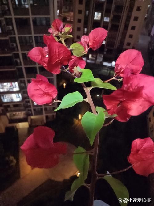 夜幕之花如何下载 详细步骤图解一看就会