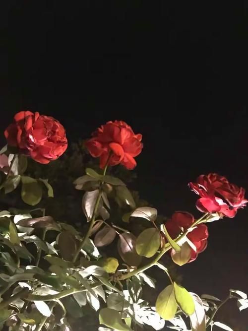 夜幕之花官方正式版下载最新版安装包免费获取