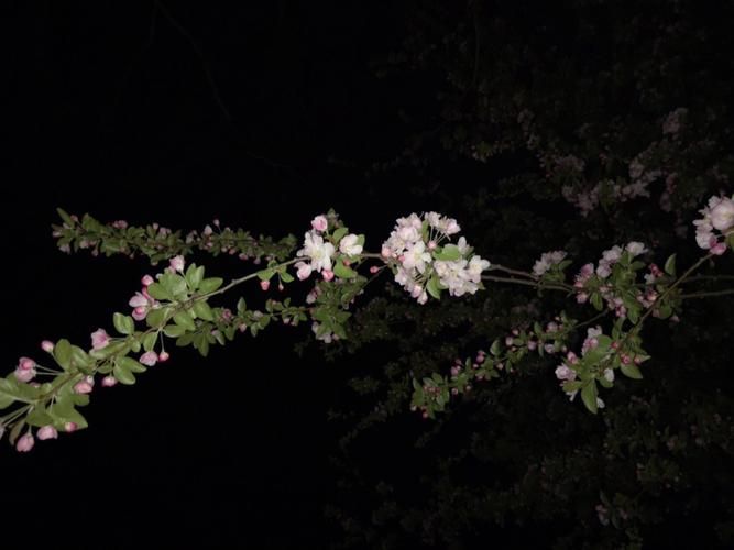 夜幕之花官方正式版下载最新版安装包免费获取