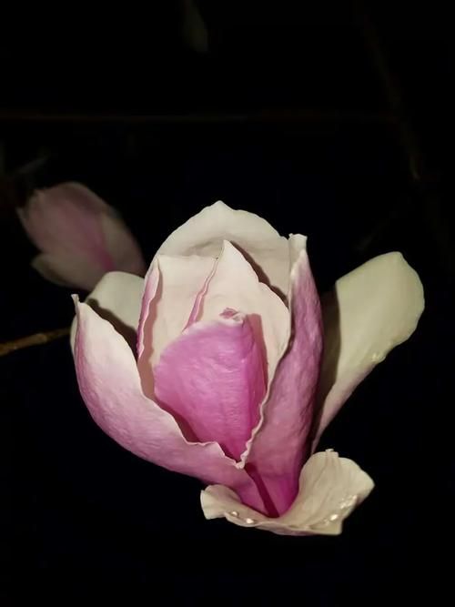 夜幕之花更新地址最新版下载链接分享