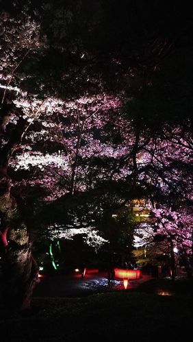 夜幕之花更新地址最新版下载链接分享