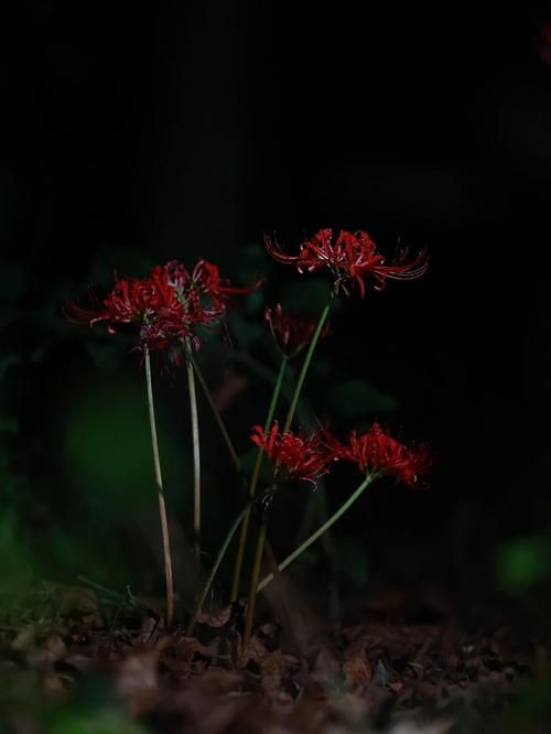 夜幕之花更新地址最新版下载链接分享