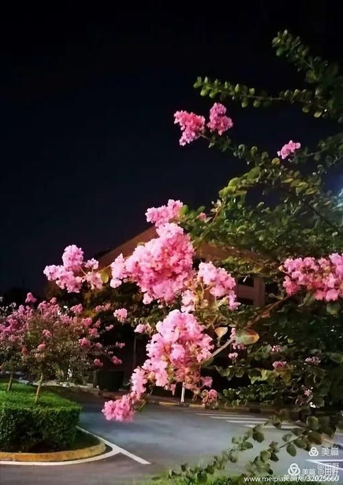 夜幕之花最新版本是多少 现在更新到几号了