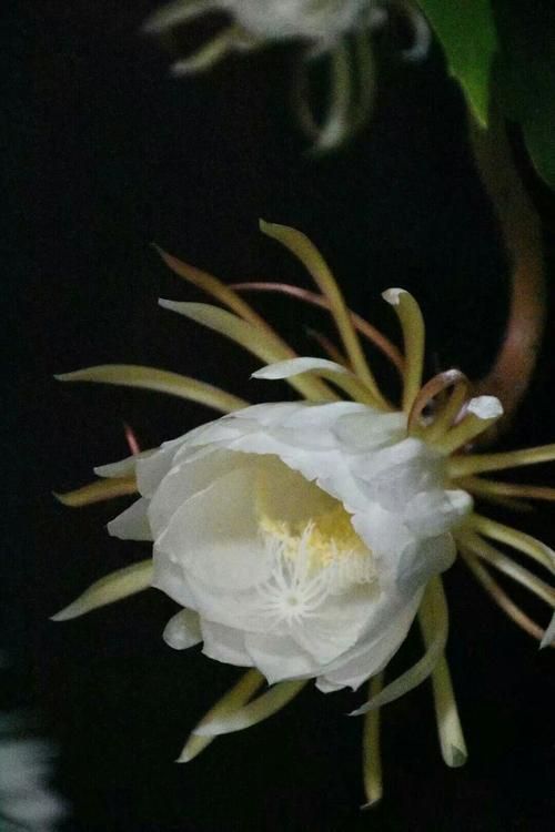 夜幕之花最新版本是多少 现在更新到几号了