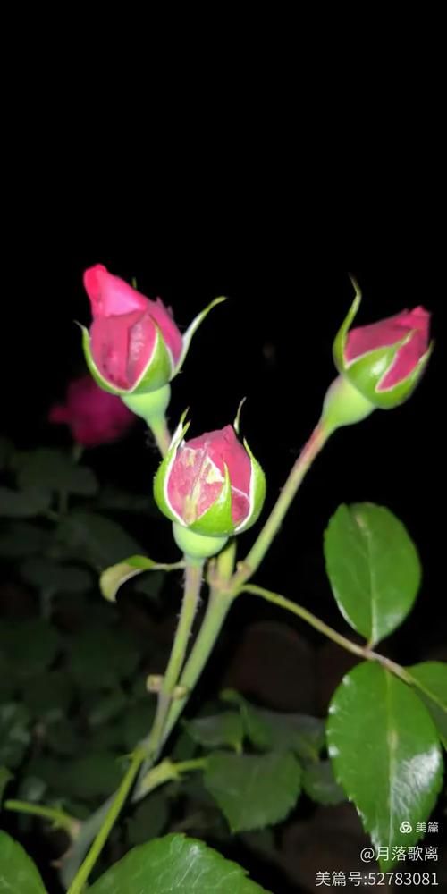 夜幕之花最新版本是多少 现在更新到几号了