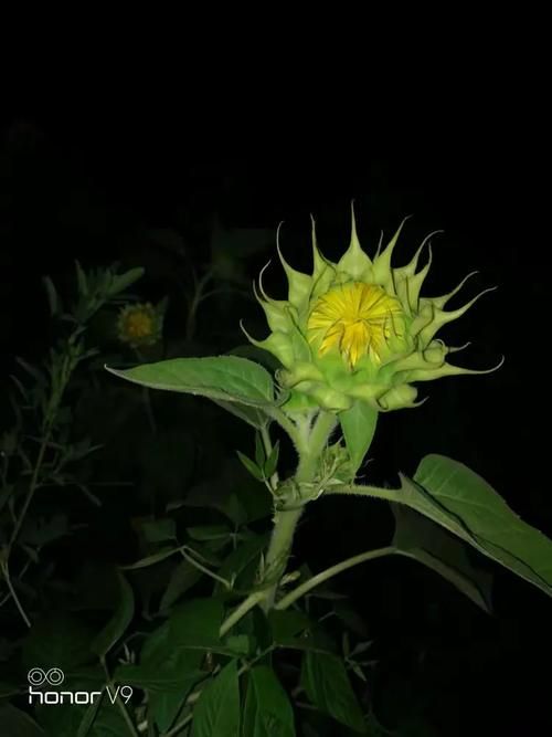 夜幕之花最新版本是多少 现在更新到几号了