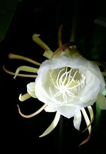 夜幕之花最新版本是多少 现在更新到几号了