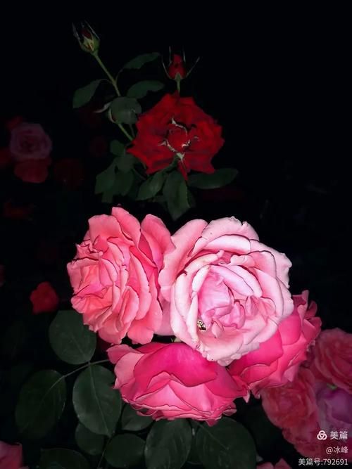 夜幕之花最新版本是多少 现在更新到几号了