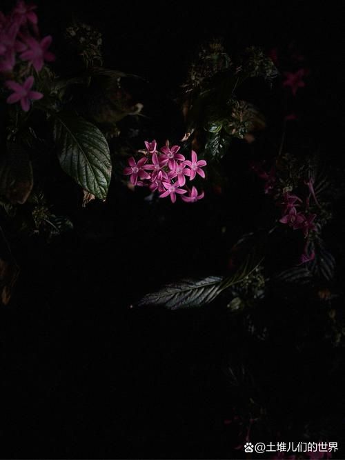 夜幕之花最新版本更新内容 这些改动你知道吗