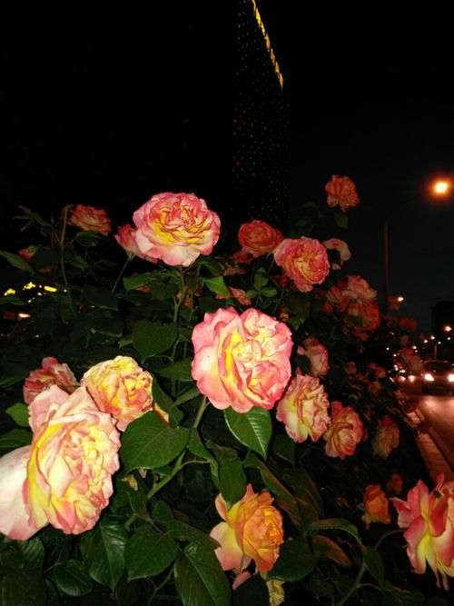 夜幕之花最新版本更新内容 这些改动你知道吗