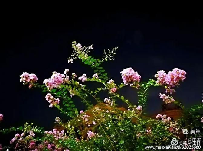 夜幕之花最新版本更新内容 这些改动你知道吗