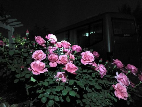 夜幕之花最新版本更新内容 这些改动你知道吗