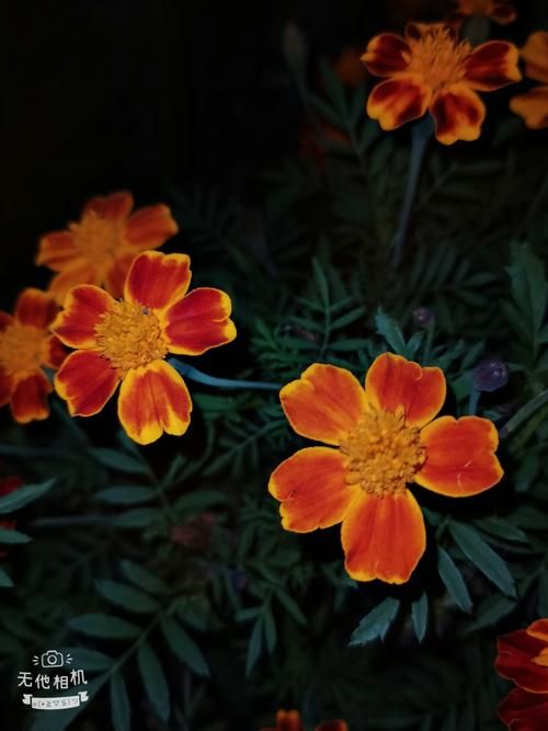 夜幕之花最新版本更新内容 这些改动你知道吗