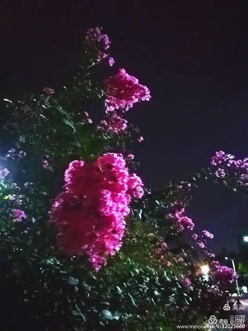 夜幕之花最新版本更新内容 这些改动你知道吗