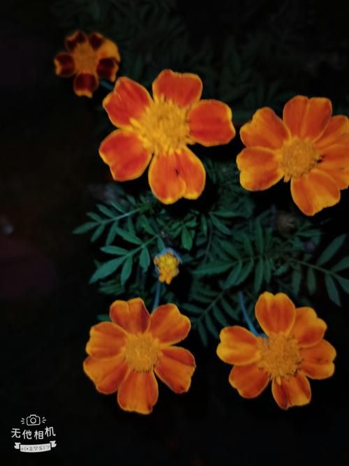 夜幕之花最新版本更新内容 这些改动你知道吗