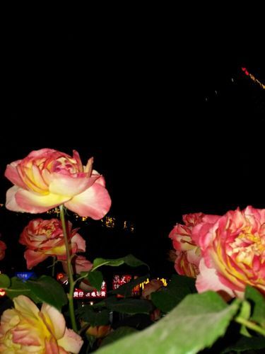 夜幕之花最新版本更新内容 这些改动你知道吗