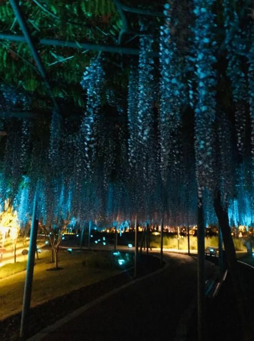 夜幕之花汉化版最新版本更新 这些新变化你知道吗