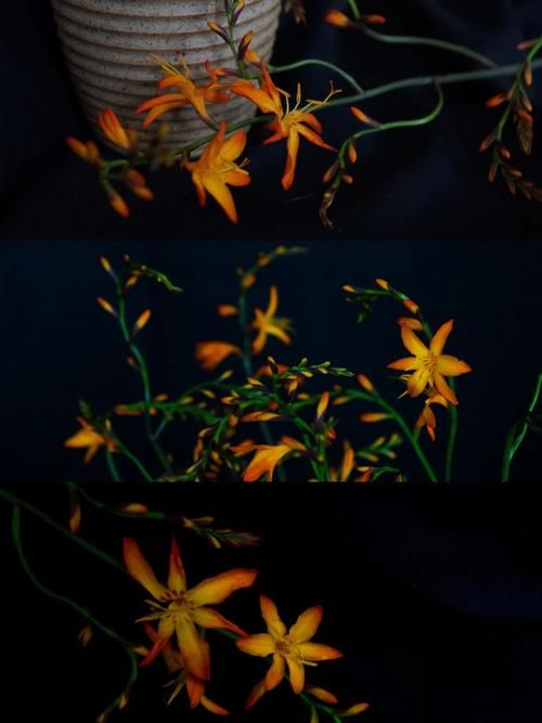 夜幕之花汉化版最新版本更新 这些新变化你知道吗