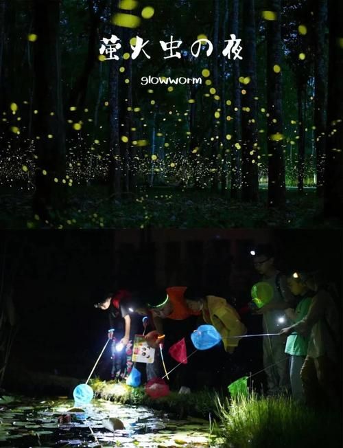 夜幕之花游戏介绍 带你探索神秘暗夜世界玩法 夜幕之花游戏介绍 带你探索神秘暗夜世界玩法