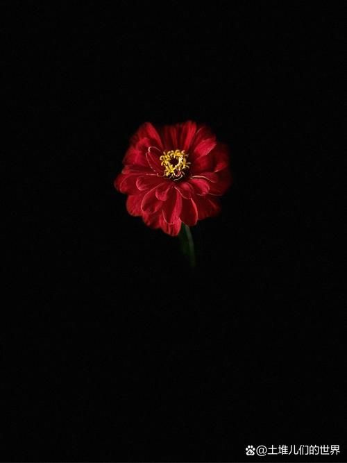 夜幕之花版本大全最新合集 一网打尽所有版本信息 夜幕之花版本大全最新合集 一网打尽所有版本信息