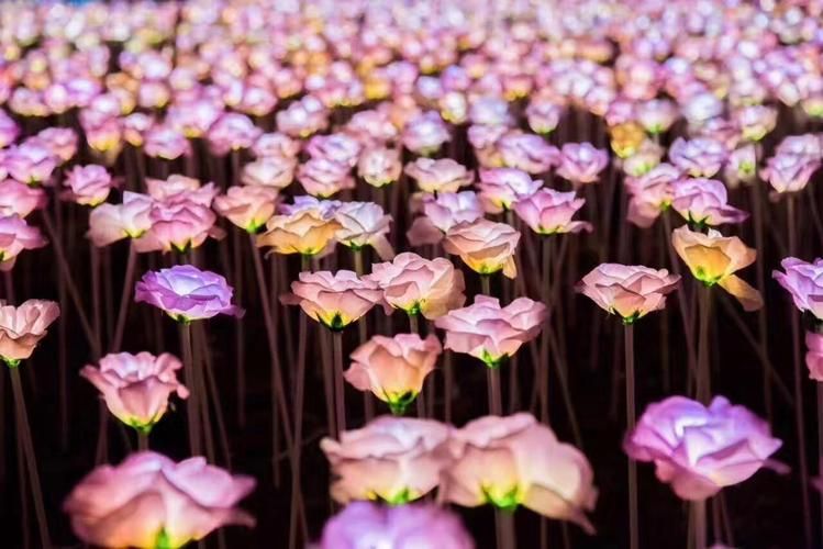 夜幕之花版本大全最新合集 一网打尽所有版本信息 夜幕之花版本大全最新合集 一网打尽所有版本信息