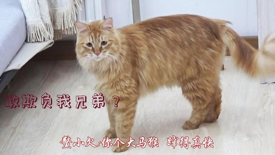 大兄弟官方网站最新入口地址分享快来收藏吧