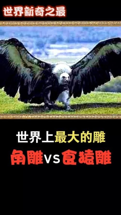 大雕征服世界如何下载 详细教程与资源链接