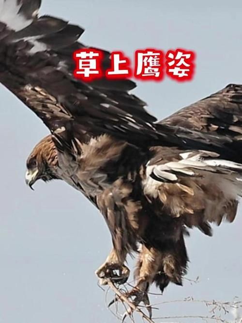 大雕征服世界最新动态 看猛禽如何称霸全球