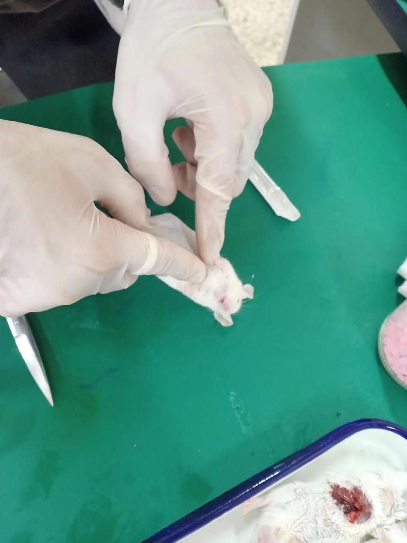 如何下载SOB亚替合集 简单步骤分享